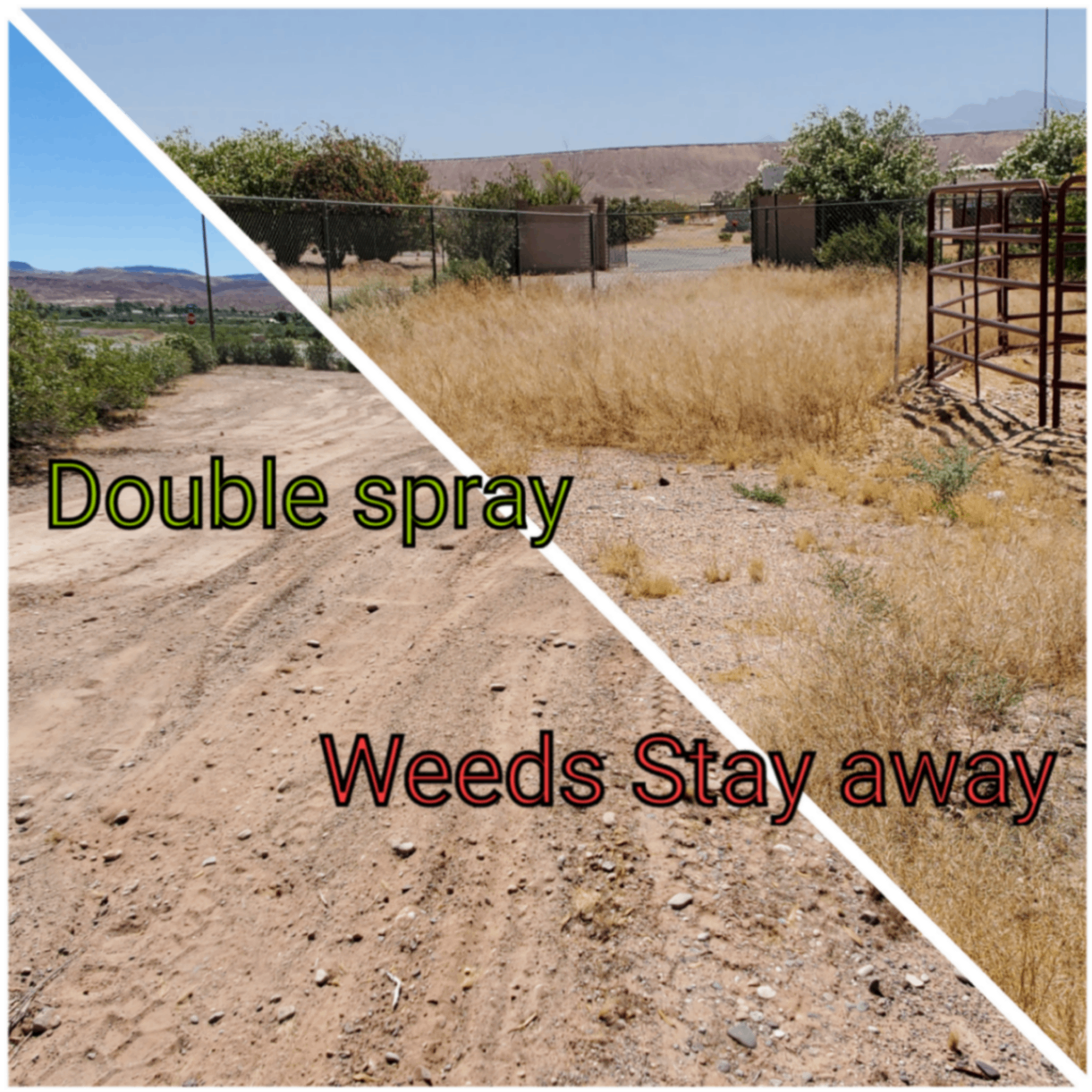 Before and after weed control - Double spray, Weeds Stay Away - desert landscape Las Vegas
